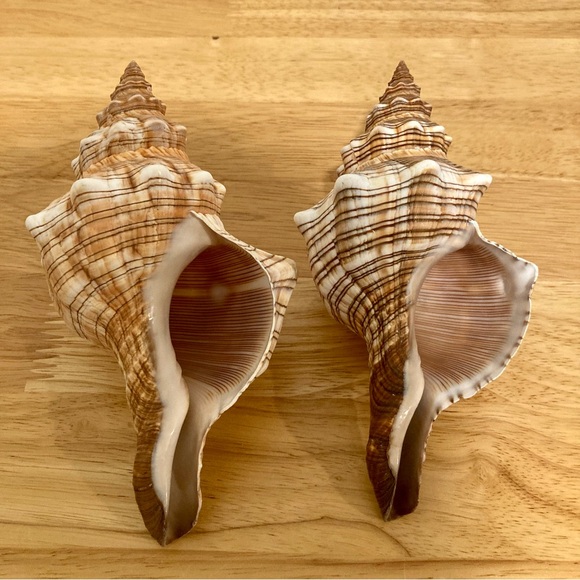 2 Shells Cream / Light Orange / Brown Neutral Decor Beach Shell - Picture 8 of 13